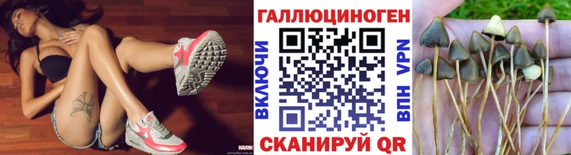 Псилоцибиновые грибы Psilocybine cubensis Болхов